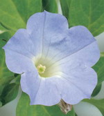 Сурфиния Патио Лавандер